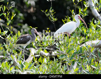 Ein Erwachsener und Jugendlicher weißer Ibis (Eudocimus Albus) stehen in einem Baum am Fluss. Drake Bay, Corcovado Nationalpark, Costa Rica Stockfoto