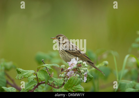 Wiese Pieper (Anthus Pratensis) thront im Gestrüpp Stockfoto