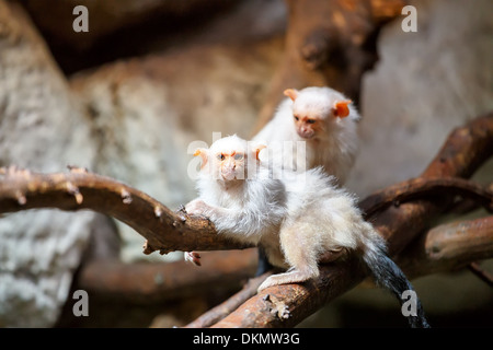 Familie von kleinen weißen silbrigen Marmoset auf Ast Stockfoto