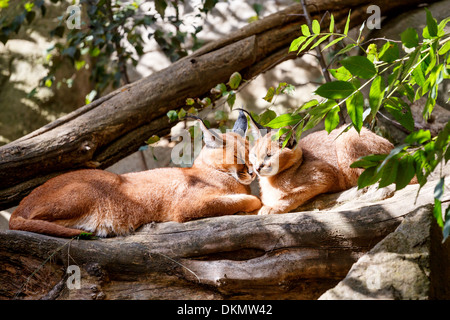 Calacal (Karakal) Familie liegen auf Baum in der Natur Stockfoto