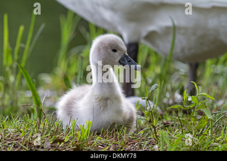 Junge weiße Schwan / Cygnus Olor Stockfoto