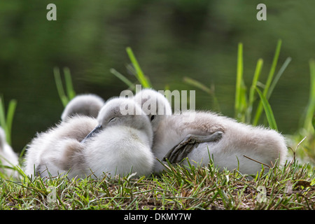 Junge weiße Schwan / Cygnus Olor Stockfoto