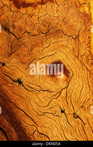 verwittert und verzerrte Holzmaserung aus einer Berg-Kiefer Stockfoto