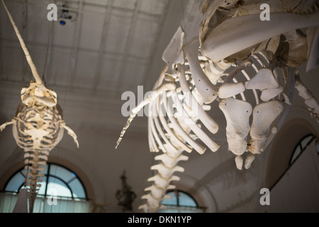 Tierknochen hängen von der Decke des Ozeanographischen Museum von Monte Carlo, Monaco Stockfoto