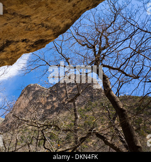 Nachschlagen auf Bäume und ein Berg aus einer Höhle auf dem McKittrick Canyon Trail in Guadalupe National Park, Texas, USA. Stockfoto