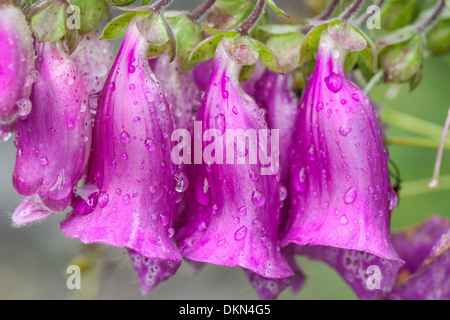 Fingerhut (Digitalis Purpurea) mit Tau am Glen Clova in Angus, Schottland Stockfoto