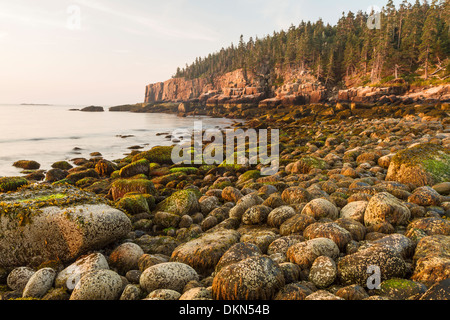 Moosig, abgerundeten Steinen am Boulder Beach mit Blick auf den Otter Klippen bei Sonnenaufgang im Acadia National Park, Maine Stockfoto