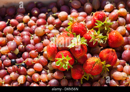 Stachelbeeren und Erdbeeren in einem Korb Stockfoto