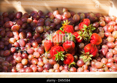 Stachelbeeren und Erdbeeren in einem Korb Stockfoto