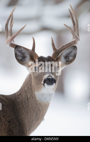 Eine städtische Seeadler Buck (Odocoileus Virginianus) im Winterschnee, Missoula, Montana Stockfoto