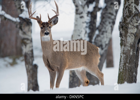 Ein Seeadler Bock (Odocoileus Virginianus) im Winterschnee, Missoula, Montana Stockfoto