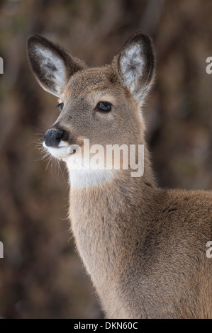 Ein Weißschwanz-Rehkitz (Odocoileus virginianus) Porträt, Missoula, Montana Stockfoto