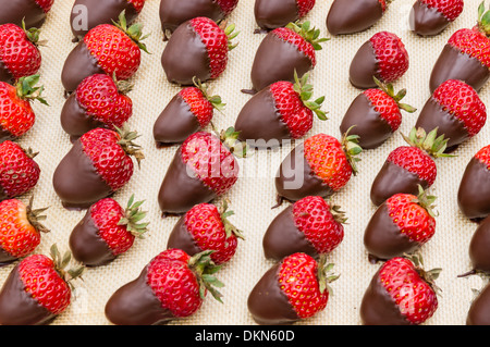 Ein Tablett mit Schokolade überzogene Erdbeeren servierfertig Stockfoto