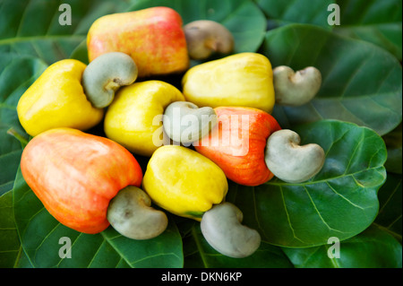 Bunte Anzeige von frischen Reifen brasilianische Caju Cashew-Frucht in rot, Orange und gelb auf grünen Blättern Stockfoto