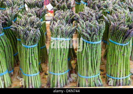 Frisch geernteter Spargel Trauben auf dem Display auf dem Bauernmarkt Stockfoto