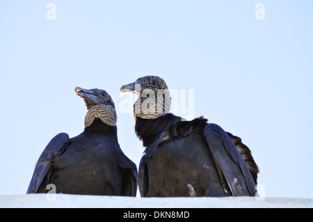 Nahaufnahme der Sitzstangen Mönchsgeier (Coragyps Atratus) gegen blauen Himmel Stockfoto