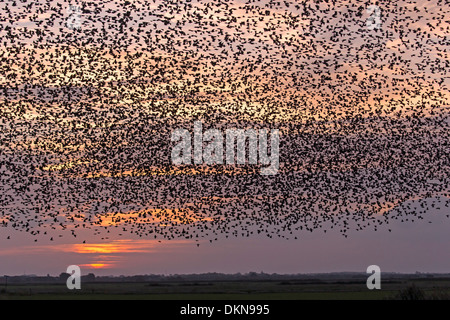 Stare, Dänemark, Europa / Sturnus Vulgaris Stockfoto