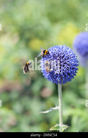 Bienen auf Echinops Ritro Blume, UK Stockfoto