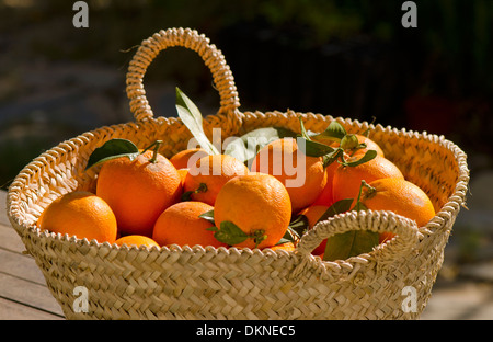 Navel Orangen frisch gepflückt in der Hand geflochtenen Korb von espartogras. Andalusien, Spanien. Stockfoto