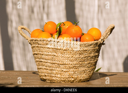 Navel Orangen frisch gepflückt in der Hand geflochtenen Korb von espartogras. Andalusien, Spanien. Stockfoto