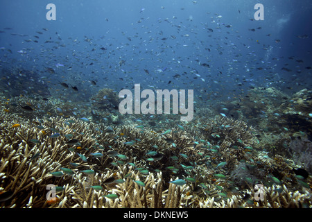 Korallenriff-Garten wachsen und gedeihen bei Fischen und Korallen in Raja Ampat, West-Papua Stockfoto