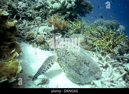 Echte Karettschildkröte ruht unter Korallenriff am Meeresboden in Raja Ampat Inseln, West-Papua Stockfoto