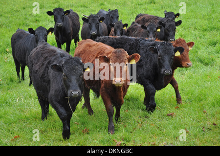 Herde von Rindern in der Landschaft Cumbria Stockfoto