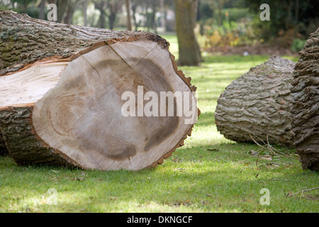 Sturm beschädigten Baum in einem öffentlichen Park. Stockfoto