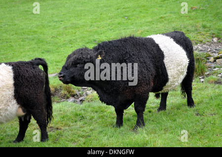 Ein Belted Galloway-Bulle mit Nasenring schnüffeln eine Kuh Stockfoto