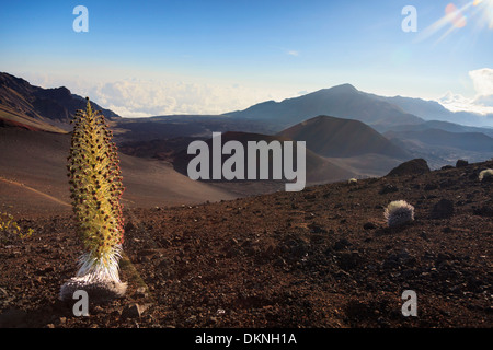 USA, Hawaii, Maui, Haleakala Nationalpark, Silversword Pflanze (Argyroxiphium Sandwicense) in voller Blüte Stockfoto