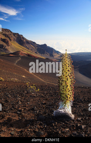 USA, Hawaii, Maui, Haleakala Nationalpark, Silversword Pflanze (Argyroxiphium Sandwicense) in voller Blüte Stockfoto