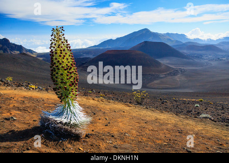 USA, Hawaii, Maui, Haleakala Nationalpark, Silversword Pflanze (Argyroxiphium Sandwicense) Stockfoto