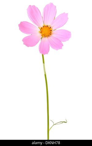 Kosmos Blume isoliert auf weißem Hintergrund Stockfoto