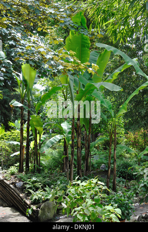 Musa Acuminata (Banane) Pflanzen in die Andre Heller Botanical Gardens, Gardone Riviera, Gardasee. Stockfoto