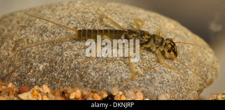Stonefly Nymphe Perlodes mortoni Stockfoto