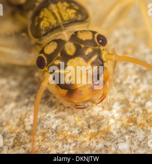 Orange gestreift Steinfliegenmuster Perlodes Mortoni Nymphe Stockfoto