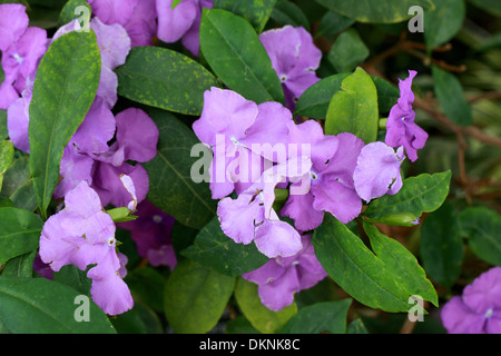 Gestern, heute und morgen Pflanze, Brunfelsia Pauciflora 'Macrantha', Solanaceae. Stockfoto