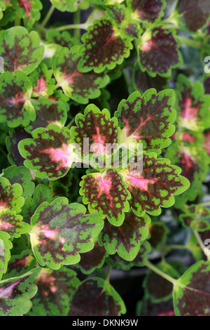 Buntnessel Solenostemon 'Whittoni', Lamiaceae. Stockfoto