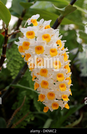 Kiefer-Cone-Like Blütenstand Dendrobium, Dendrobium Thyrsiflorum, Orchidaceae. Himalaya, China, Thailand, Burma, tropischen Asien. Orchidee