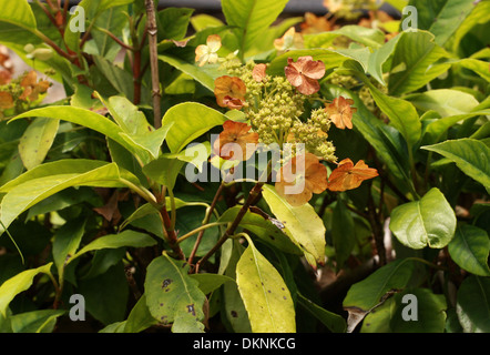 Immergrüne Klettern Hortensie, Hydrangea Seemannii, Hydrangeaceae. Mexiko, Nordamerika. Stockfoto