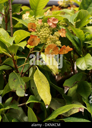 Immergrüne Klettern Hortensie, Hydrangea Seemannii, Hydrangeaceae. Mexiko, Nordamerika. Stockfoto