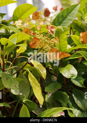 Immergrüne Klettern Hortensie, Hydrangea Seemannii, Hydrangeaceae. Mexiko, Nordamerika. Stockfoto