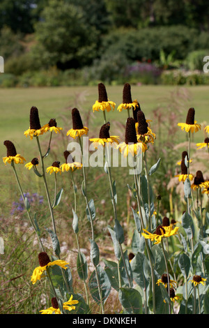 Großen Sonnenhut, Kohl Blatt Sonnenhut, Rudbeckia Maxima, Asteraceae. Stockfoto