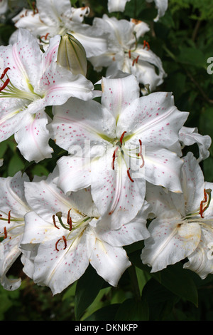 Golden Lily of Japan durchleuchtet, Goldband Lily, Lilium oder Arten Lilie, Lilium Auratum, Liliaceae, Japan, Asien Stockfoto