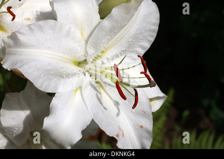 Golden Lily of Japan durchleuchtet, Goldband Lily, Lilium oder Arten Lilie, Lilium Auratum, Liliaceae, Japan, Asien Stockfoto