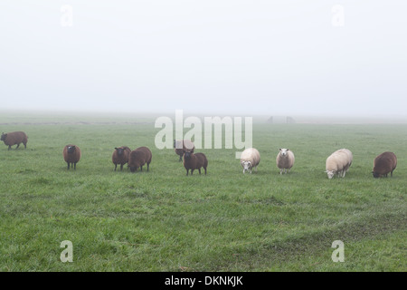 einige weiße und braune Schafe auf nebligen Weide, Holland Stockfoto