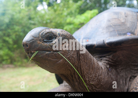 Riesige Tortois auf den Seychellen. Insel La Digue. Stockfoto