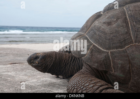 Riesige Tortois auf den Seychellen. Insel La Digue. Stockfoto