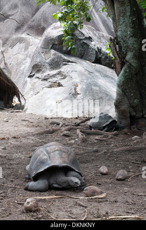 Riesige Tortois auf den Seychellen. Insel La Digue. Stockfoto