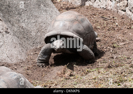 Riesige Tortois auf den Seychellen. Insel La Digue. Stockfoto